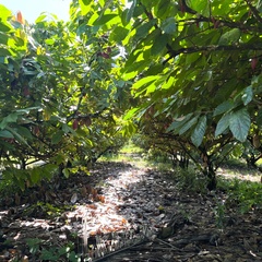 Path running through rows of cocoa trees at Tulloch Estate, Jamaica.