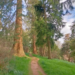 A path in Killerton’s gardens lined with Canadian Redwood trees.