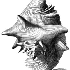 illustration of a conch shell