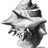 illustration of a conch shell