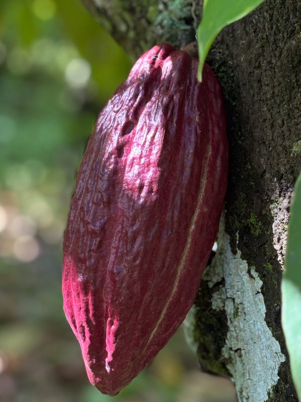 A ripe cacao pod growing on the trunk of a cocoa tree.