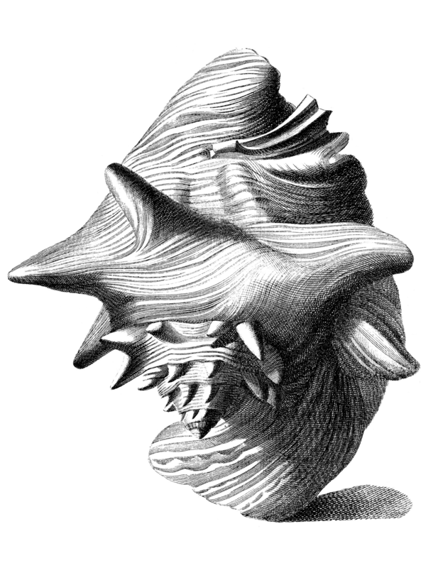 illustration of a conch shell