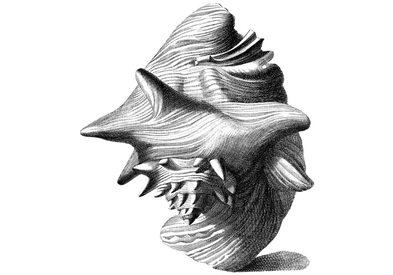 A detailed black-and-white illustration of a spiralled seashell, shown against a plain light background. 